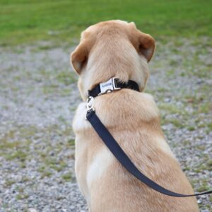 Coastal  Adjustable Dog Collar with Metal Buckle