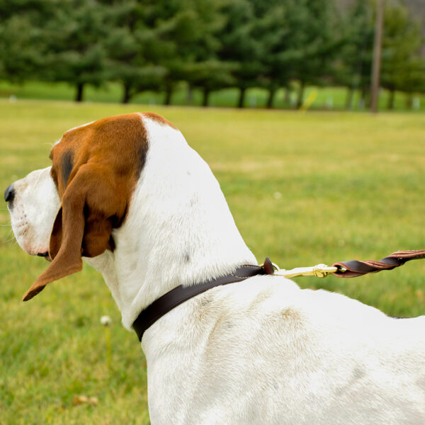 Circle T  Latigo Leather Twist Dog  Leash with Brass Hardware