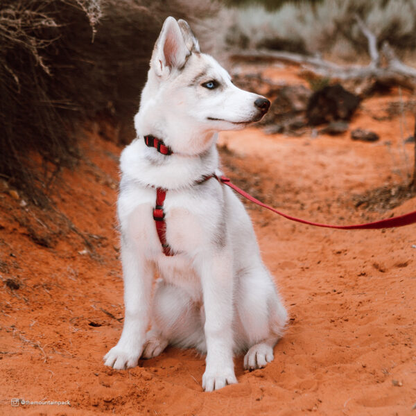 New Earth  Soy Adjustable Dog Collar