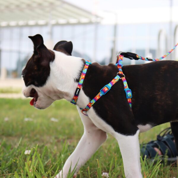 Lil Pals  Adjustable Patterned Dog Collar