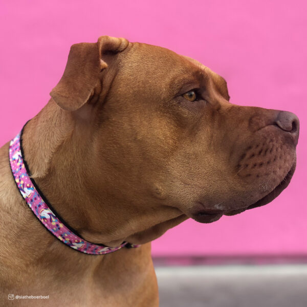 Authorized Dealer Exclusive Styles Dog Collar