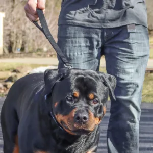 Double-Ply Dog Traffic Leash