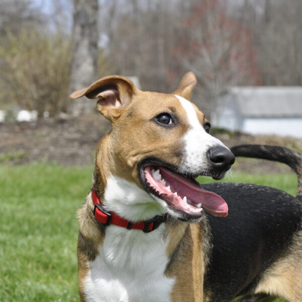 Coastal  Adjustable Dog Collar with Plastic Buckle