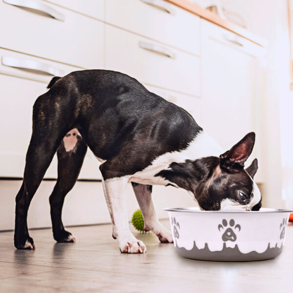 Maslow Design Series Non-Skid Paw Design Dog Bowls