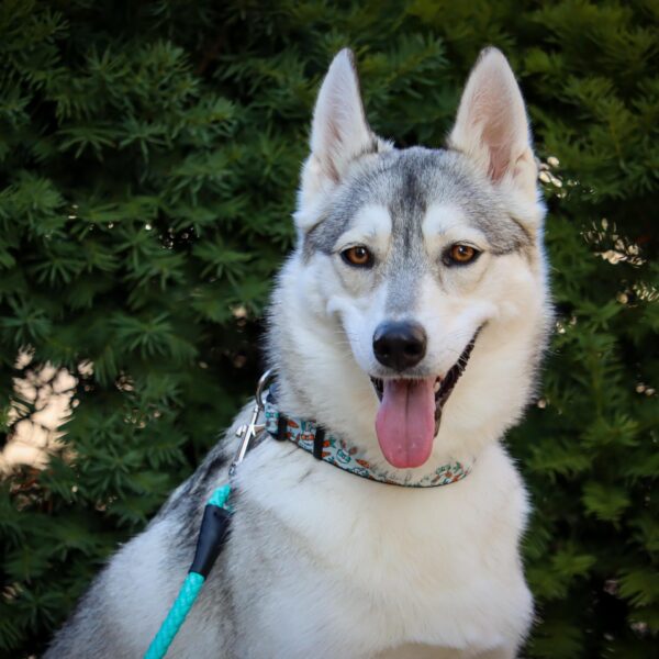 Coastal  Rope Dog Leash