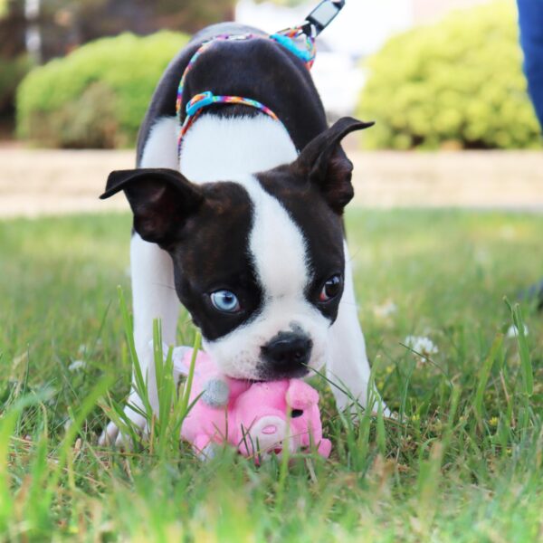 Lil Pals  Adjustable Patterned Dog Collar