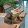 Design Toscano DB383090 17 Inch Snapping Swamp Gator Statue