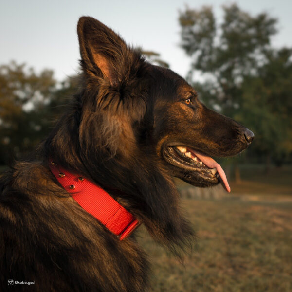 Macho Dog  Double-Ply Spiked Dog Collar with Roller Buckle