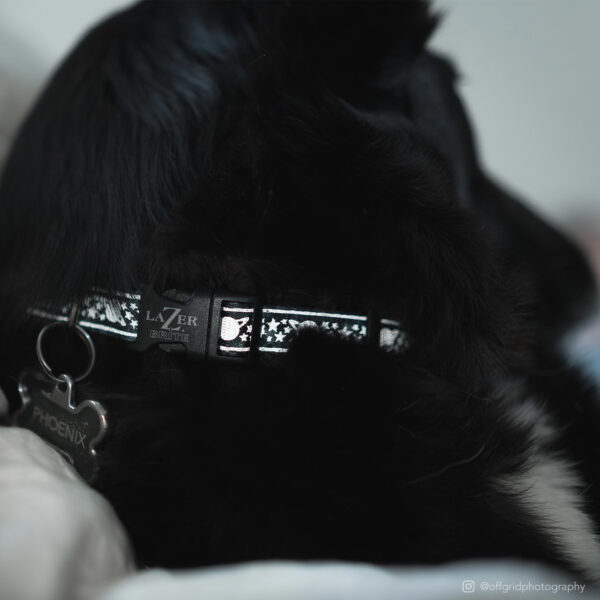 LazerBrite  Patterned Collar