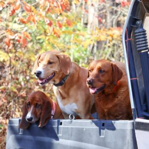 Water & Woods Adjustable Dog Collar