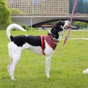 Sublime  Reversible Dog Harness