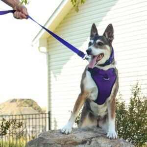 Inspire Adjustable Dog Harness with Handle