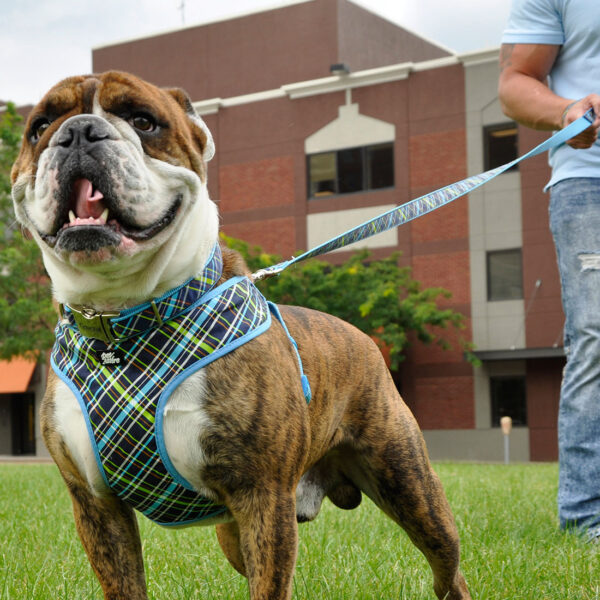 Ribbon Adjustable Dog Collar with Metal Buckle