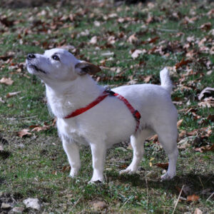 Size Right  Adjustable Dog Harness