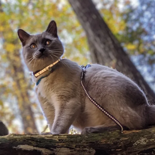 Lazer Brite  Reflective Adjustable Breakaway Cat Collar