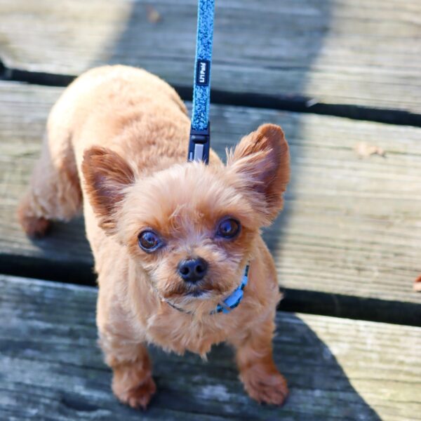 Lil Pals  Adjustable Dog Collar with Glitter Overlay