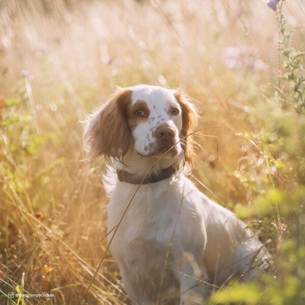 New Earth  Soy Adjustable Dog Collar