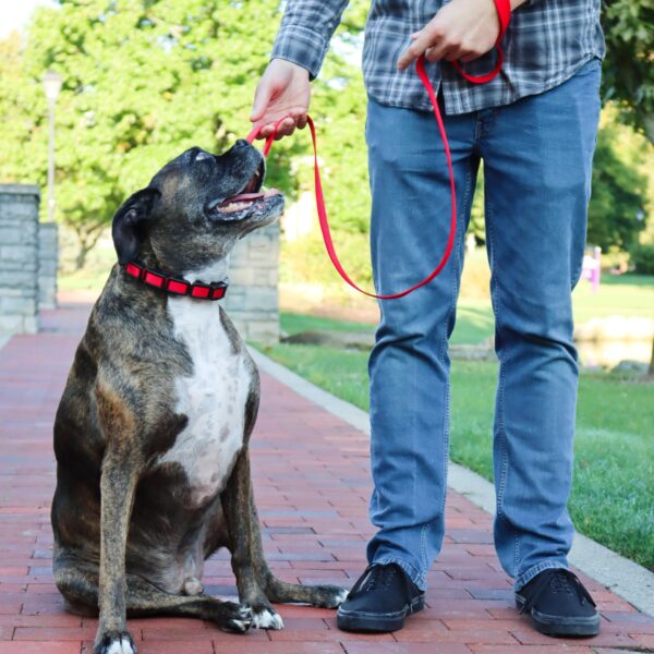 Loops 2  Double Handle Dog Leash