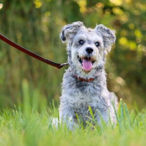 Circle T  Layered Fashion Leather Dog Collar