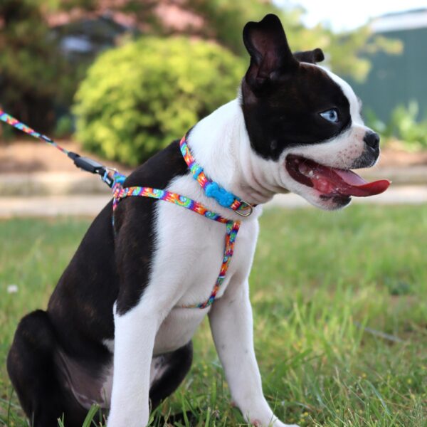 Lil Pals  Comfort Wrap  Adjustable Dog Harness