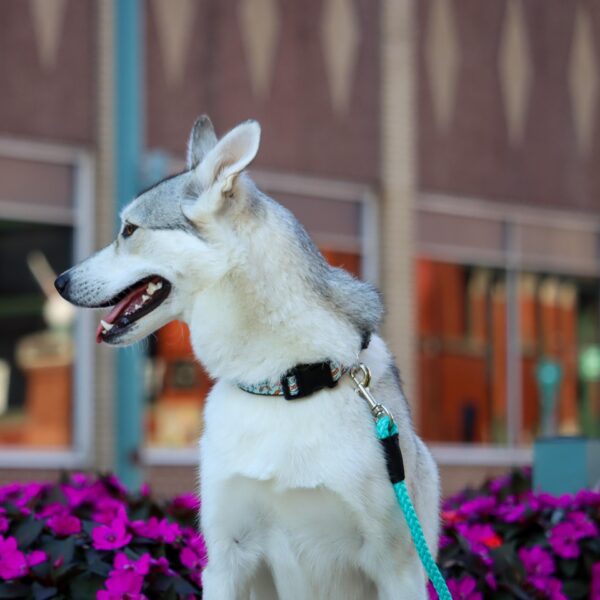 Coastal  Rope Dog Leash