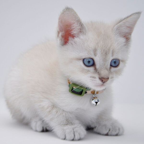 Lil Pals  Adjustable Breakaway Kitten Collar