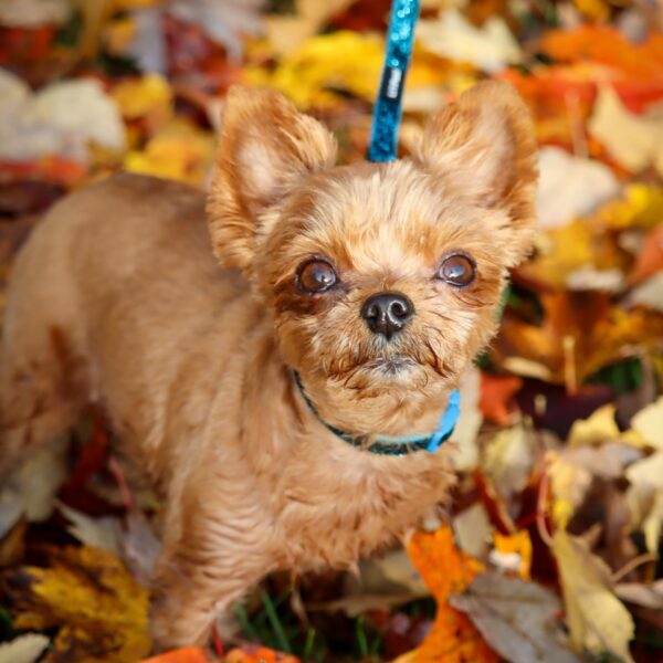 Lil Pals  Dog Leash with Glitter Overlay