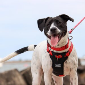 K9 Explorer   Brights Reflective Front-Connect Harness