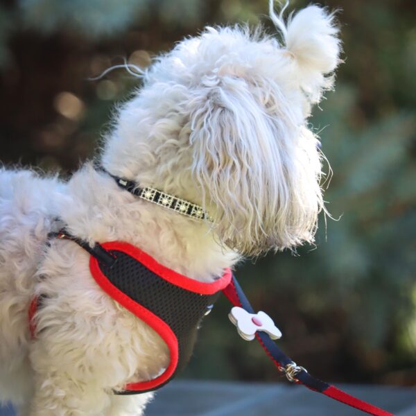 Lil Pals  Mesh Harness and Leash Combo