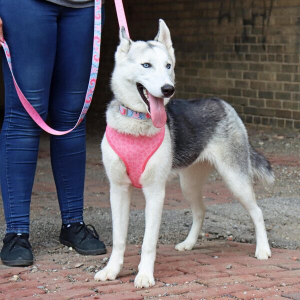 Sublime  Reversible Dog Harness