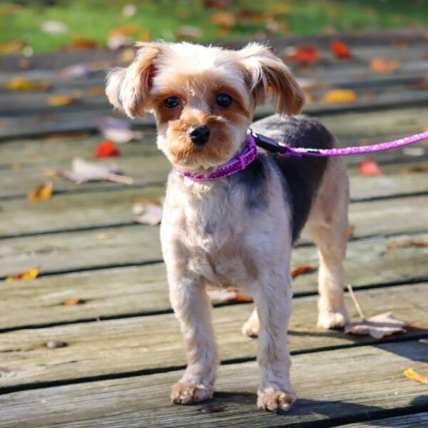 Lil Pals  Adjustable Dog Collar with Glitter Overlay