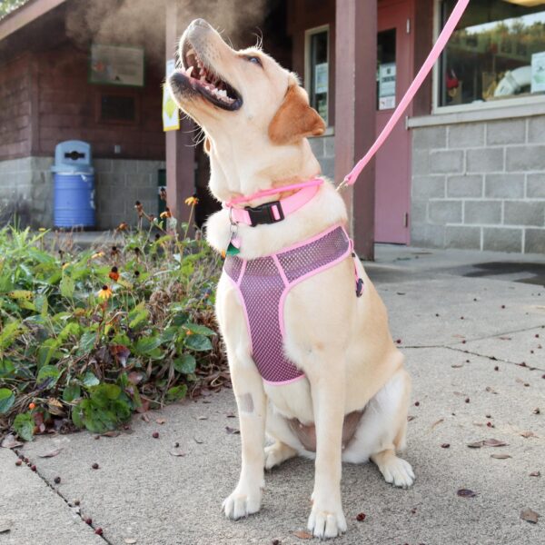 Comfort Soft  Sport Wrap Adjustable Dog Harness