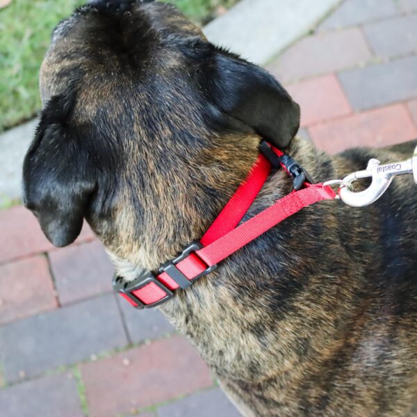 Natural Control Training Collar