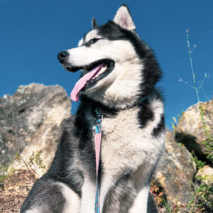 Sublime  Dog Leash