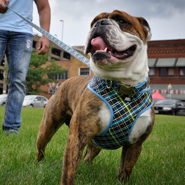 Ribbon Dog Leash