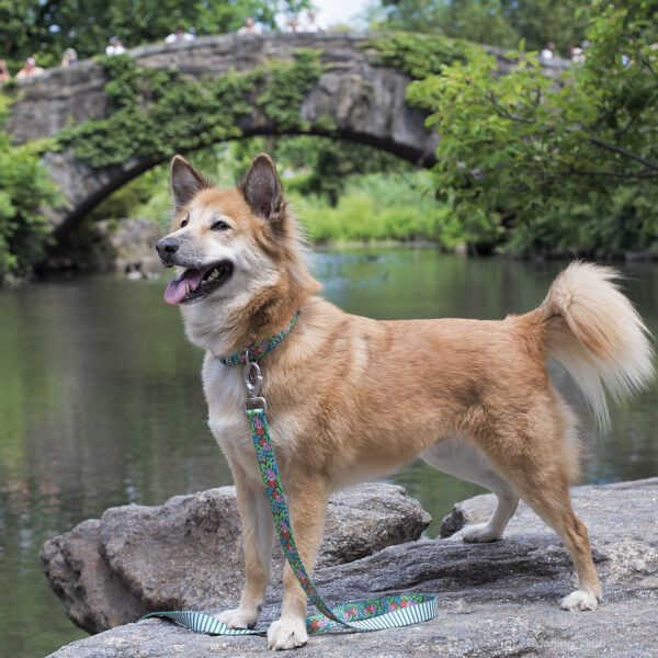 Sublime  Dog Leash