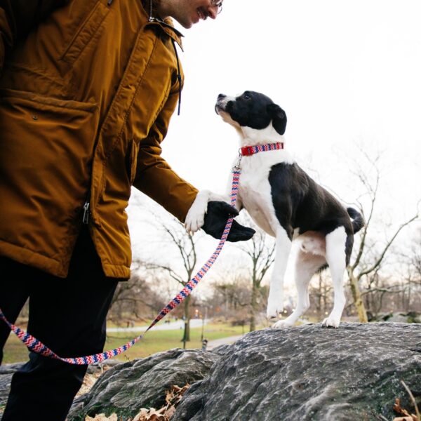 Styles Dog Leash