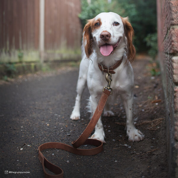 Circle T  Rustic Leather Town Dog Collar