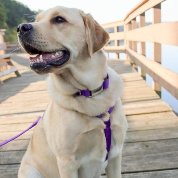 Coastal  Adjustable Dog Collar with Metal Buckle