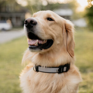 Inspire Adjustable Dog Collar