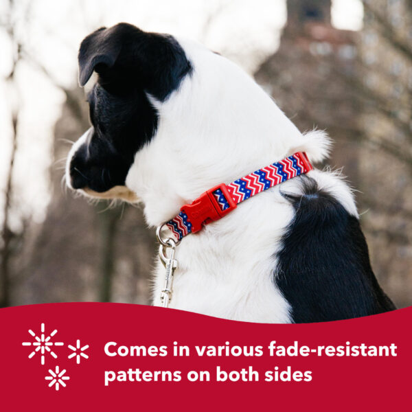 Styles Adjustable Dog Collar