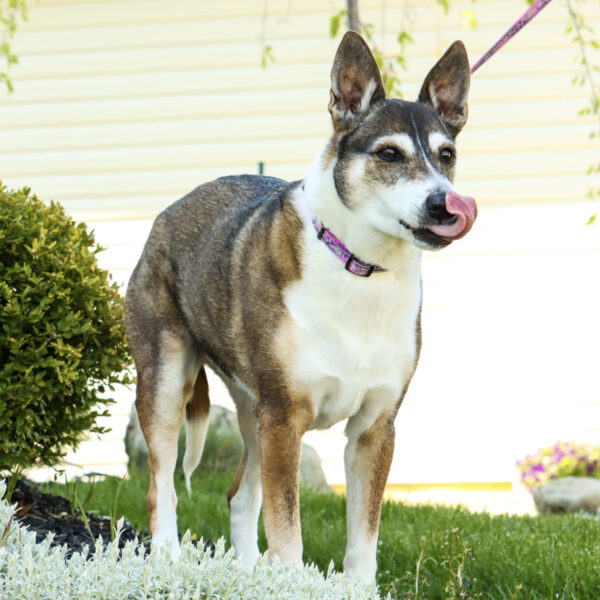 LazerBrite  Patterned Collar