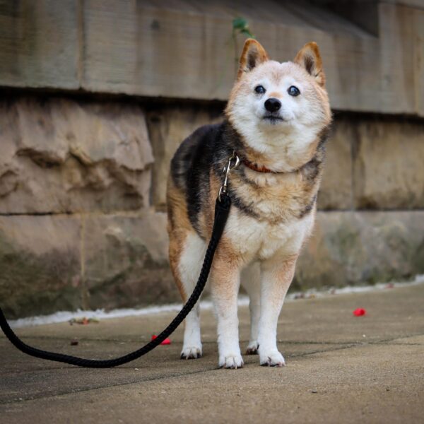 Coastal  Rope Dog Leash