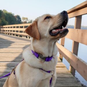 Coastal  Adjustable Dog Collar with Metal Buckle