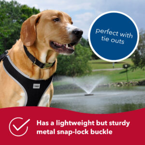 Coastal  Adjustable Dog Collar with Metal Buckle