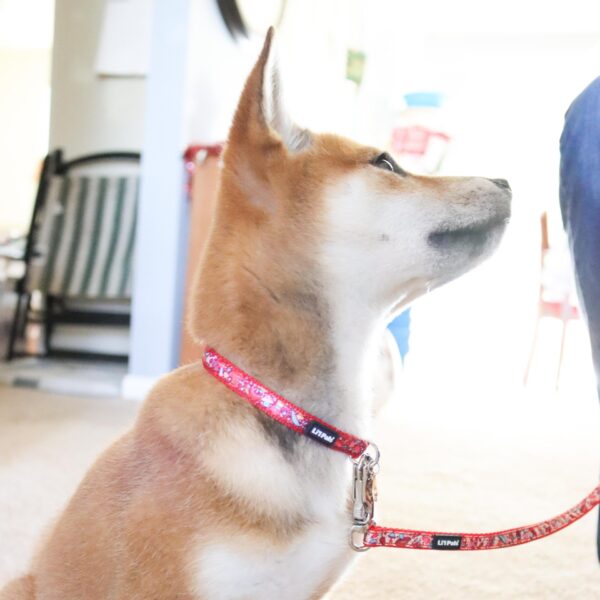 Lil Pals  Charming Ribbon Overlay Dog Collar