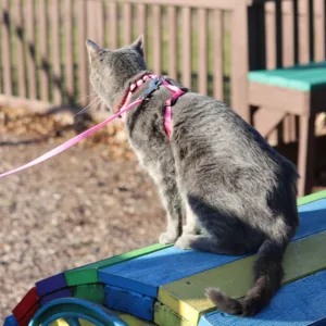 Comfort Soft  Adjustable Cat Harness