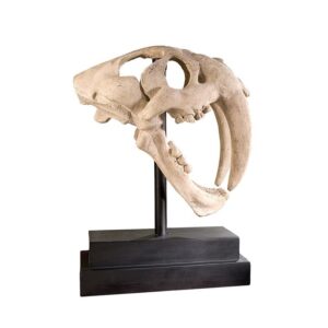 Design Toscano NE100501 7 Inch Saber Tooth Tiger Skull on Museum Mount