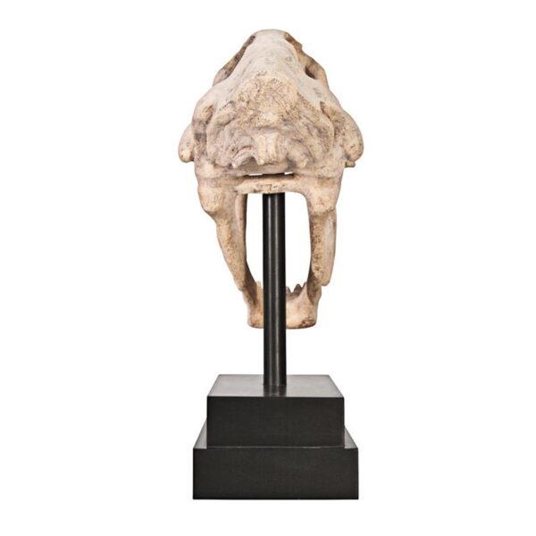 Design Toscano NE100501 7 Inch Saber Tooth Tiger Skull on Museum Mount