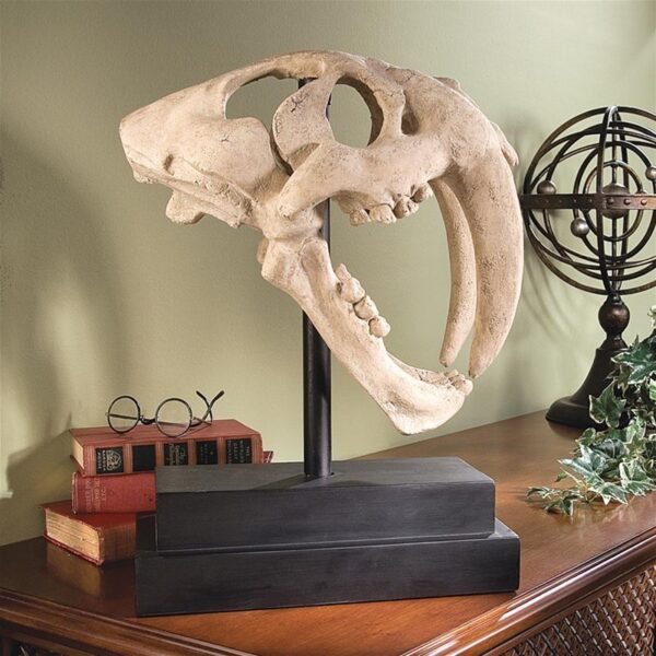 Design Toscano NE100501 7 Inch Saber Tooth Tiger Skull on Museum Mount